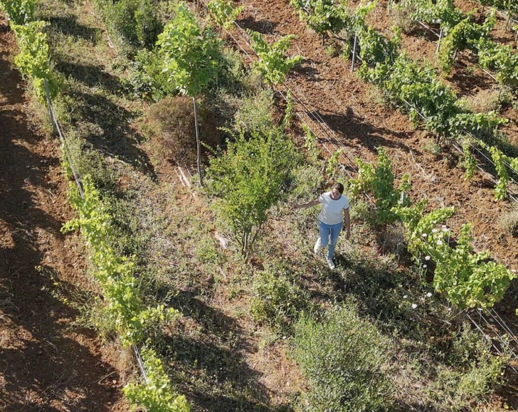 femme haie vignes 