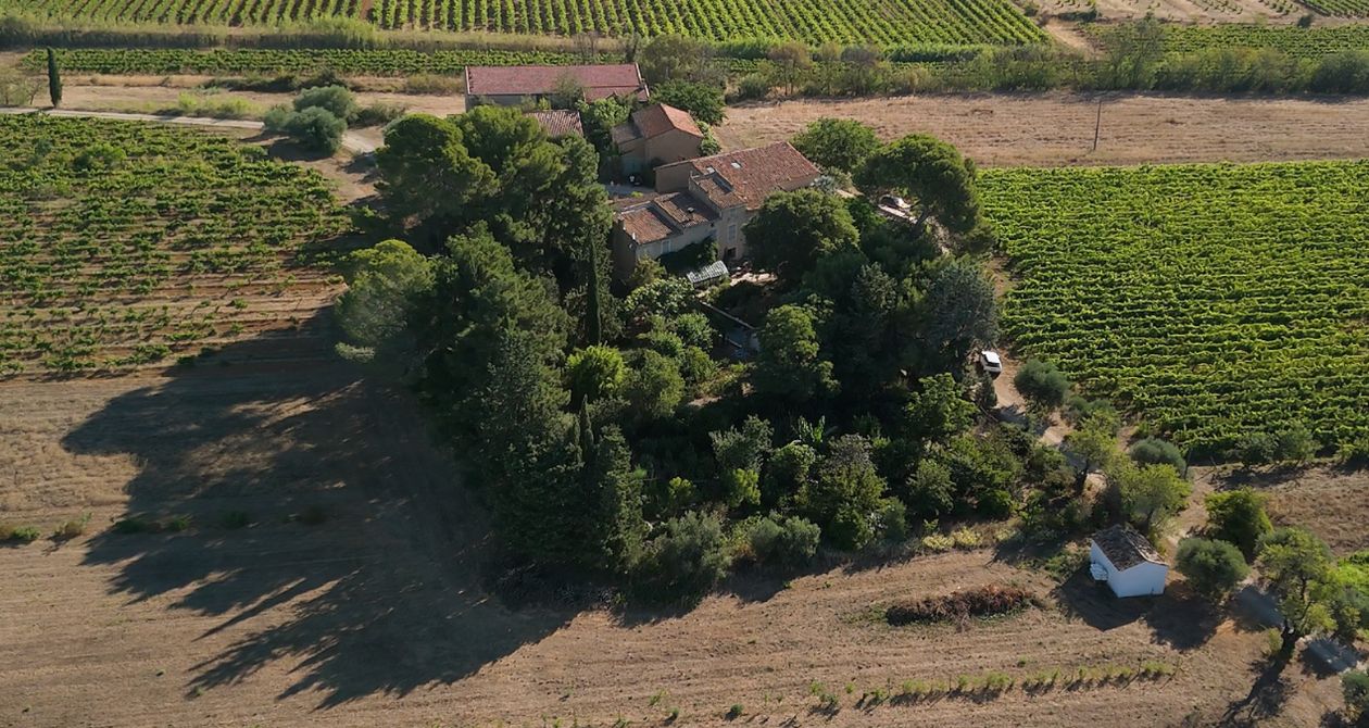 La « vitiforesterie » au Domaine Carrière-Pradal
