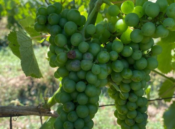 impact de grêle grappe