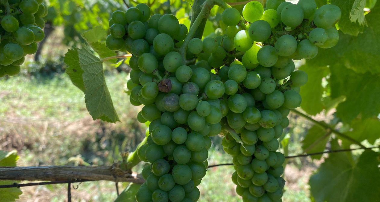 impact de grêle grappe