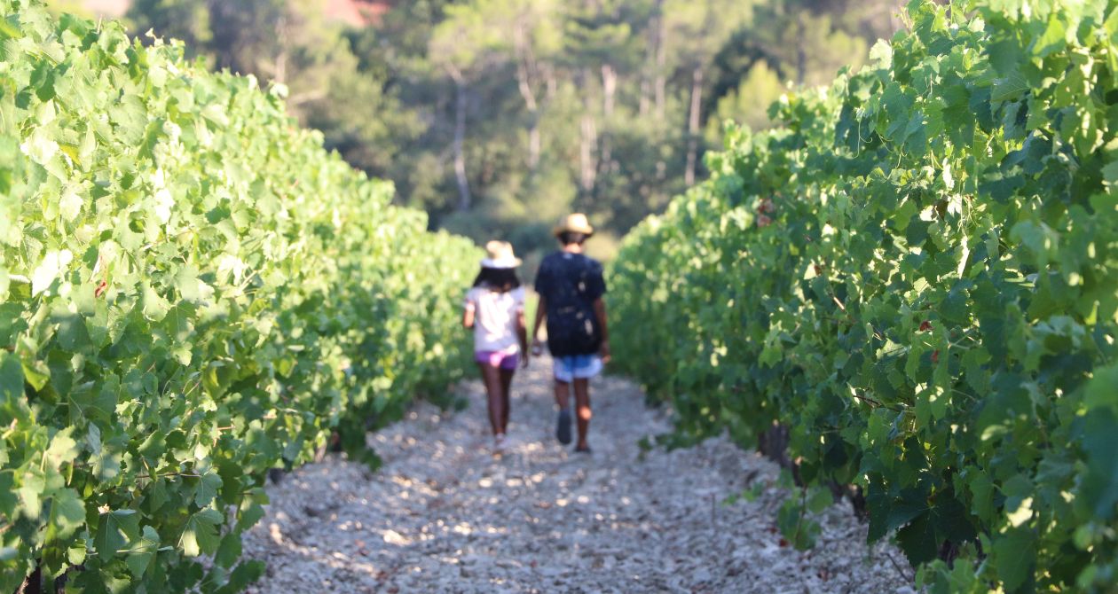 vignoble enfants