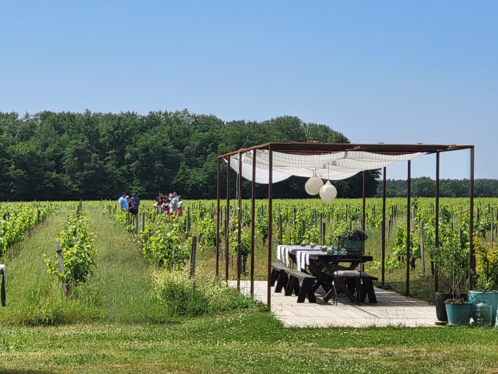 vue sur les vignes 