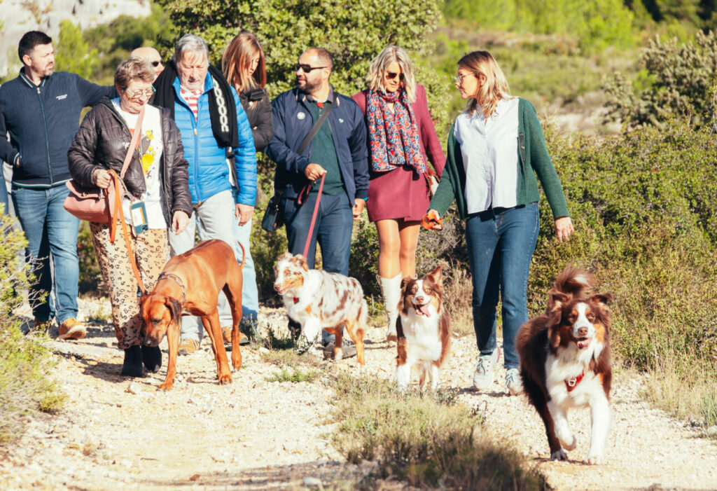 promenade en provence vignes chiens 