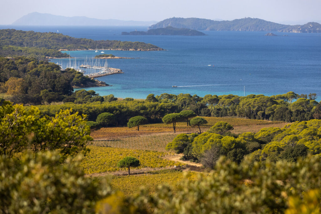 vignes île de porquerolles 