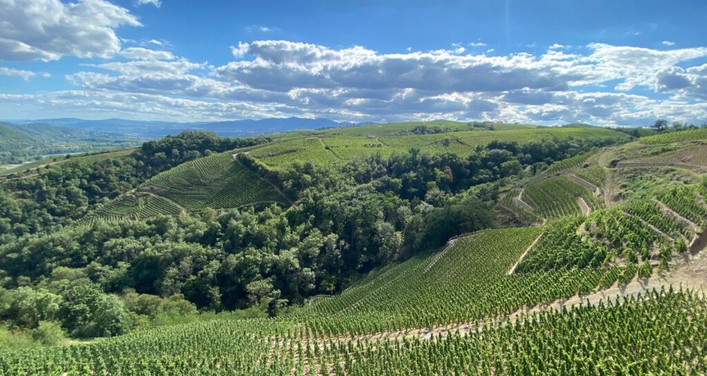 paysage vignes côte rôtie