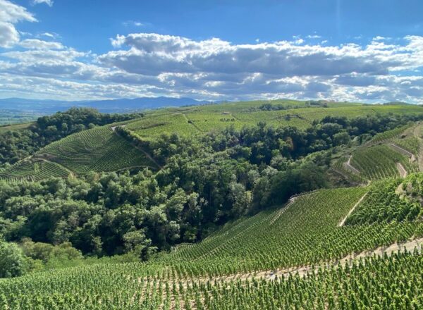 paysage vignes côte rôtie