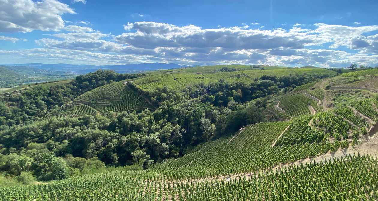 paysage vignes côte rôtie