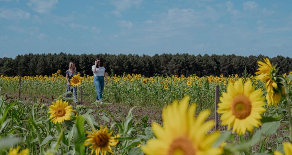 champ de tournesols