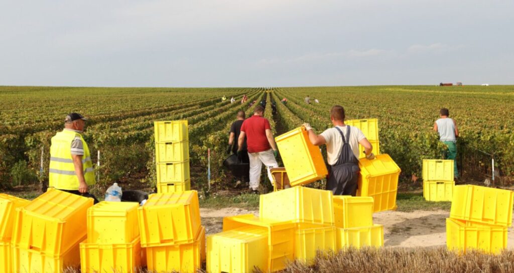 vendanges champagne