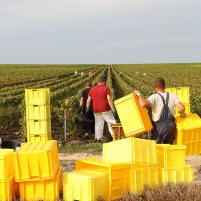 vendanges champagne