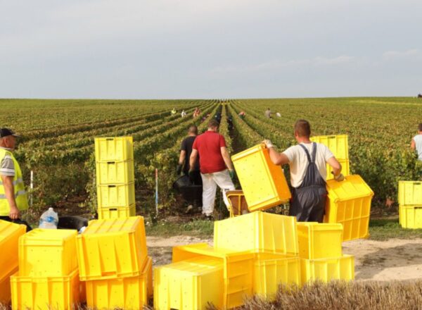 vendanges champagne
