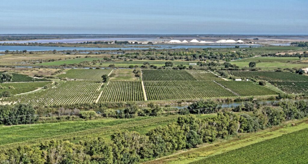 vignes camargue sable lagune