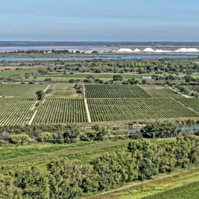 vignes camargue sable lagune