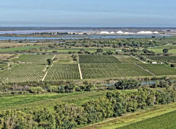 vignes camargue sable lagune
