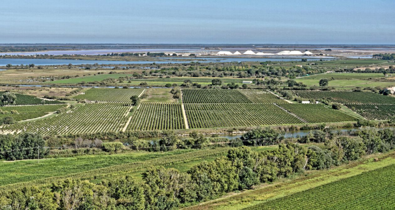 vignes camargue sable lagune