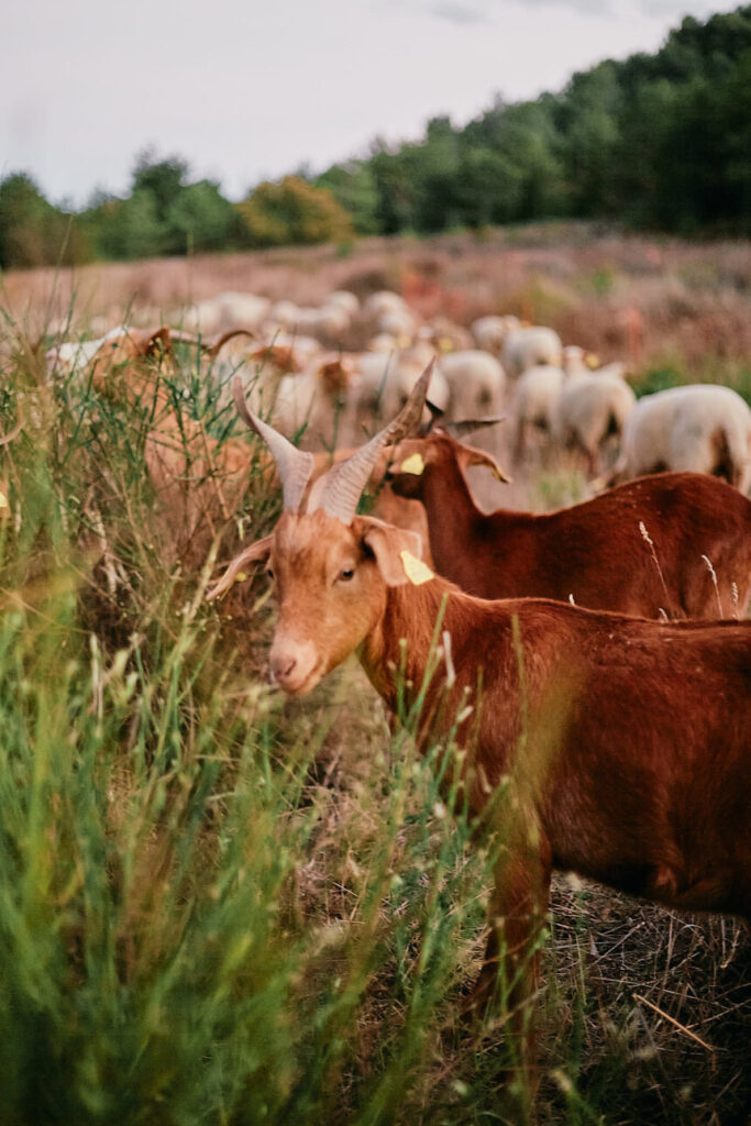 chèvres et moutons