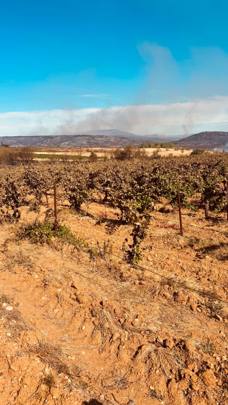 vignes feu