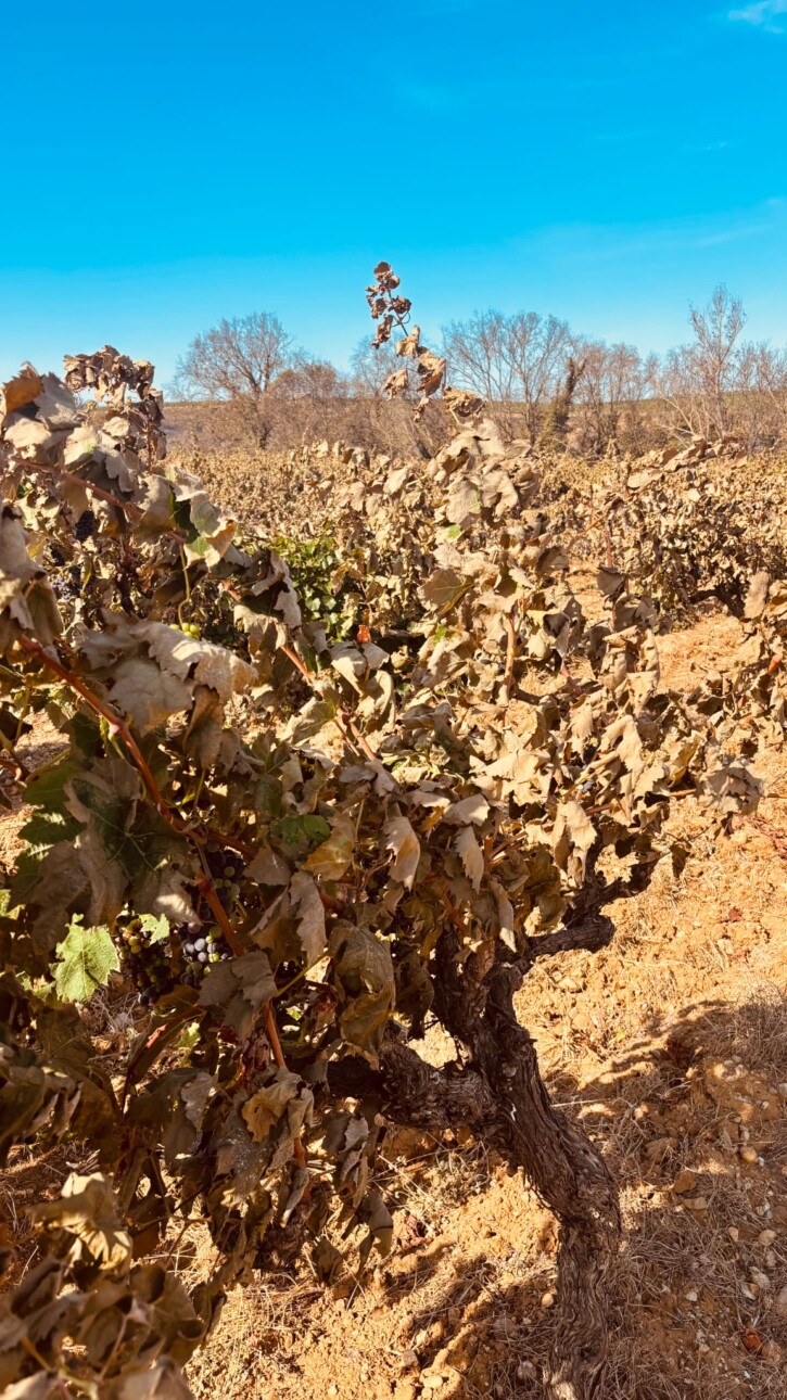 vignes feu