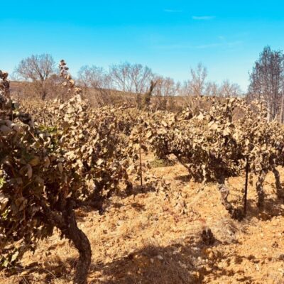vignes feu
