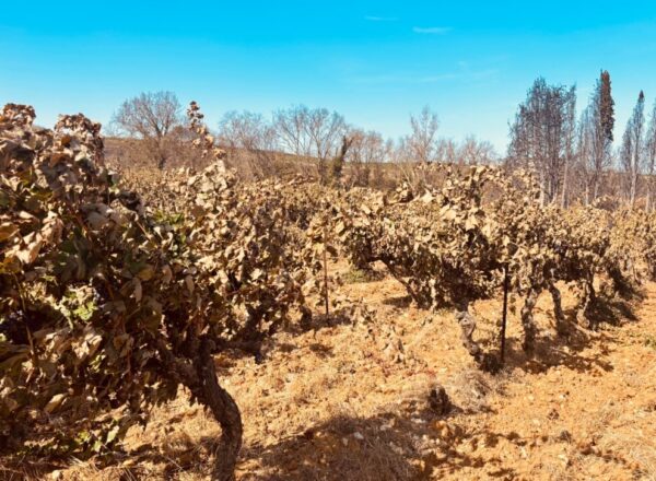 vignes feu