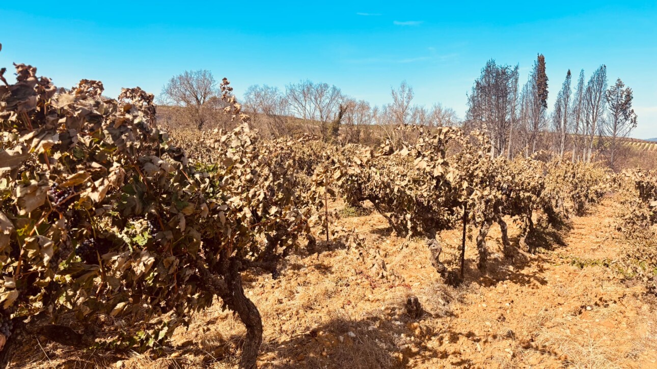 vignes feu
