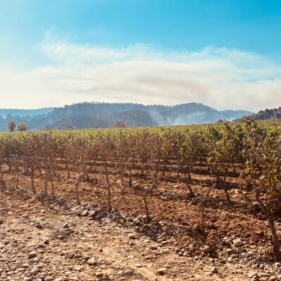 vignes feu