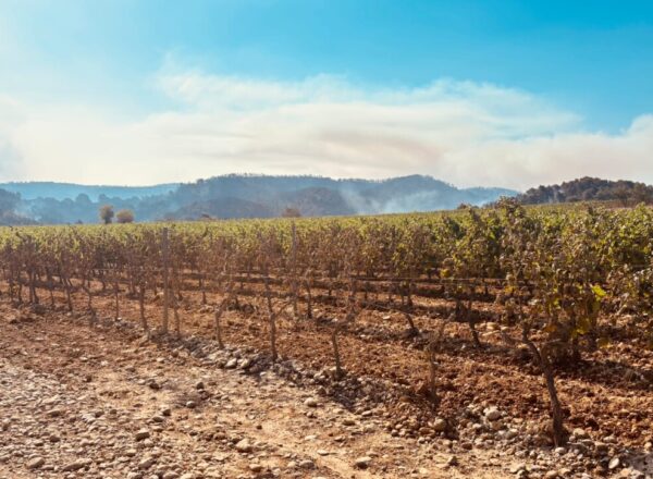 vignes feu