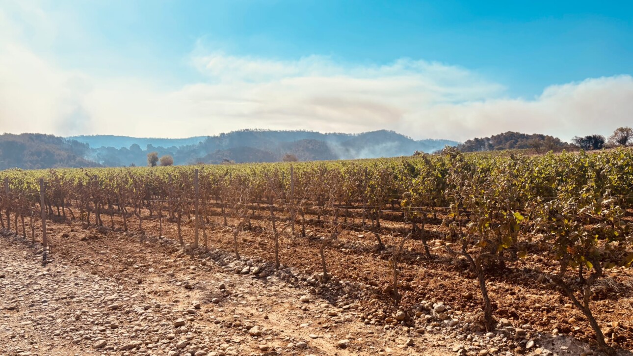 vignes feu