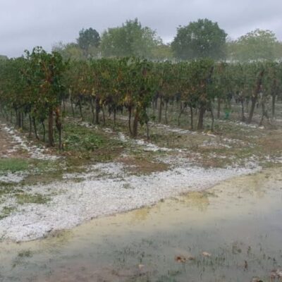 vignes sous la grêle condom