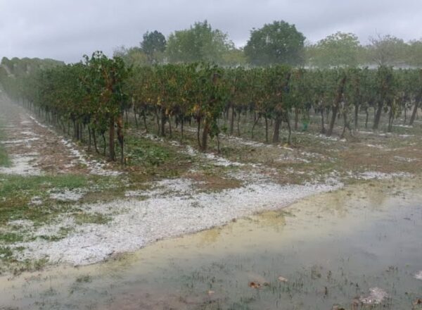 vignes sous la grêle condom