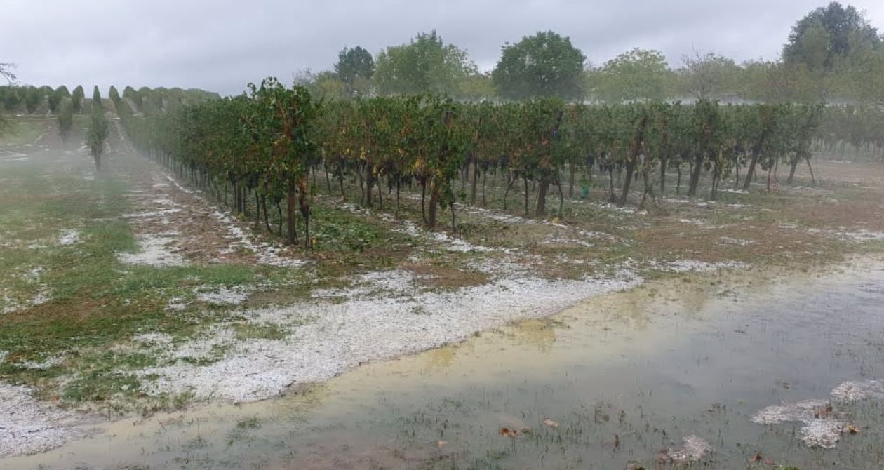 vignes sous la grêle condom