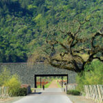 Dominus Estate