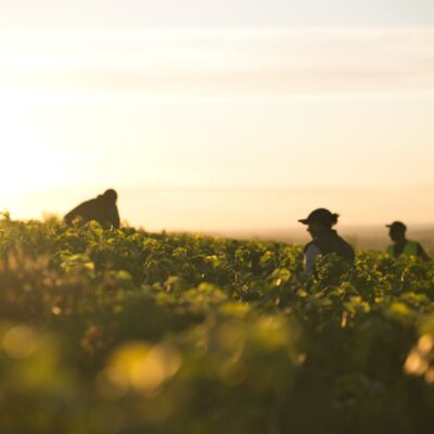 Vendanges au domaine Henriot