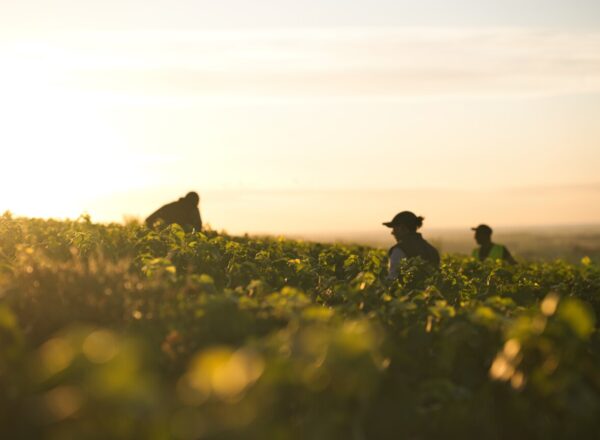 Vendanges au domaine Henriot