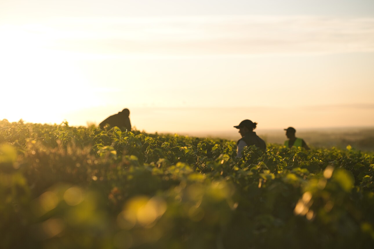 Vendanges au domaine Henriot
