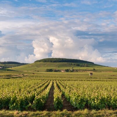Vignes en bourgogne pour illustrer le millésime 2025