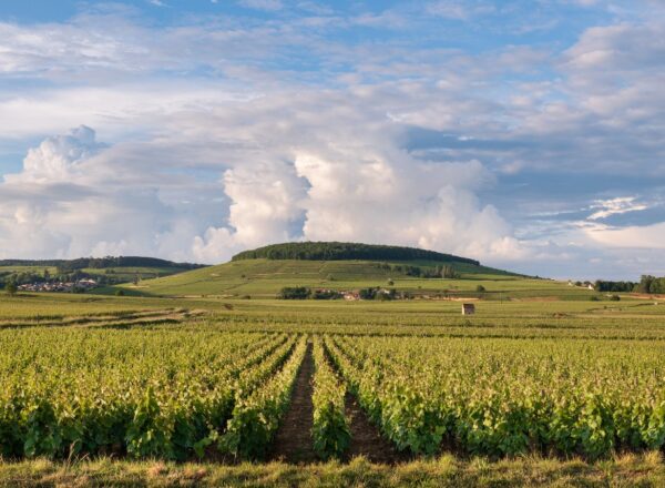 Vignes en bourgogne pour illustrer le millésime 2025