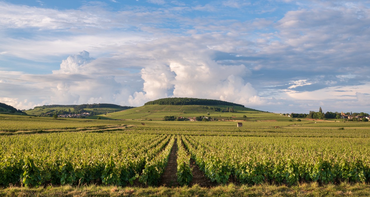 2025, un millésime réussi mais contrasté en Bourgogne