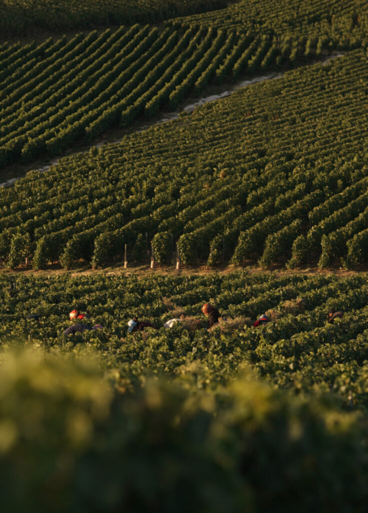 vignes champagne