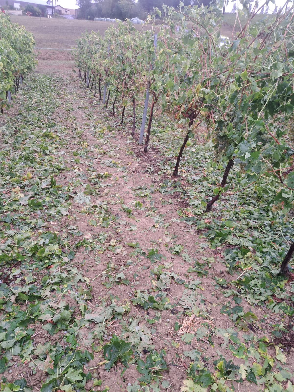 vignes effeuillées grêle