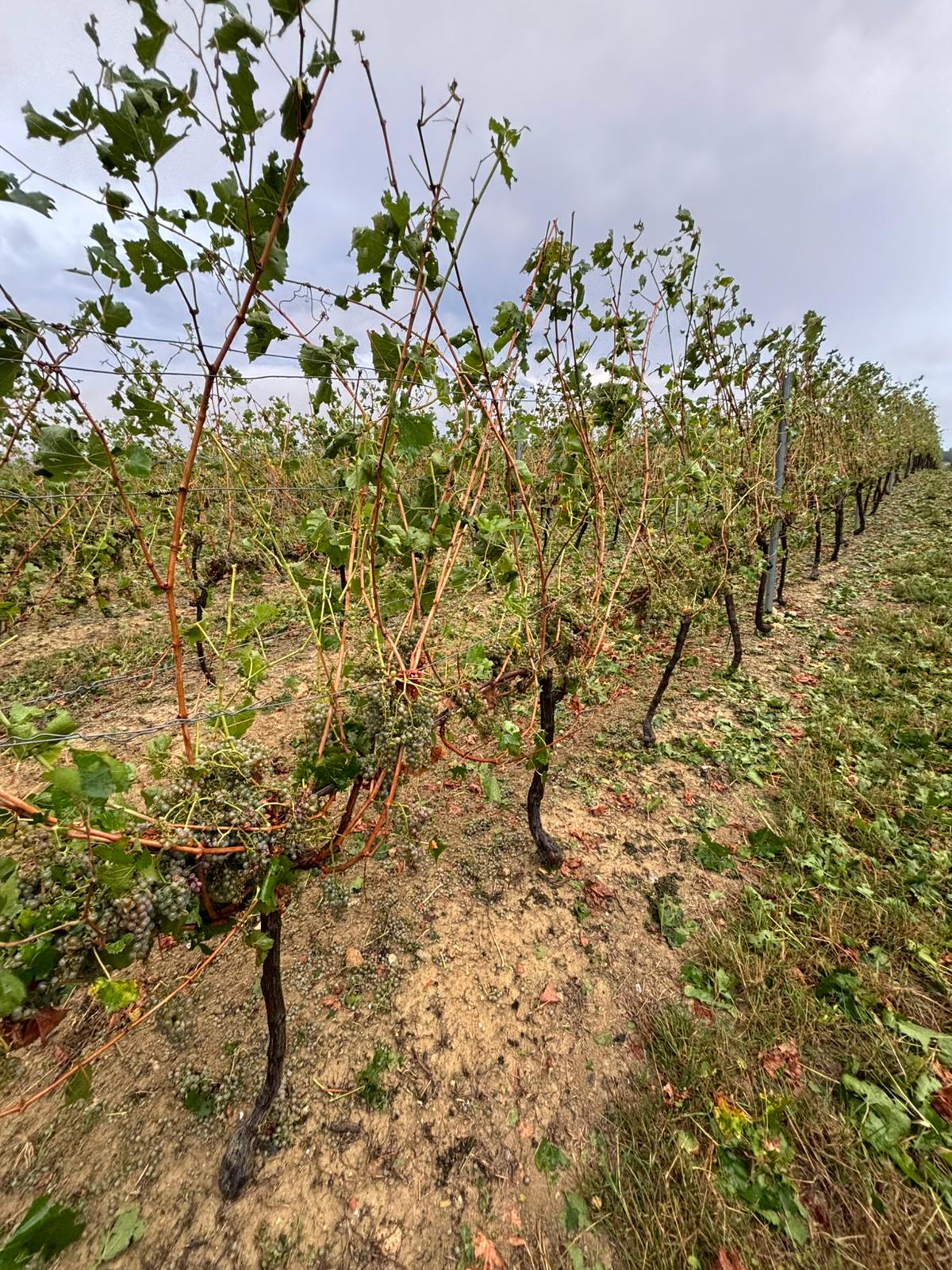 vignes hachées grêle