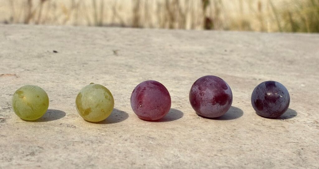 baies de raisins blancs et noirs vendanges maturité
