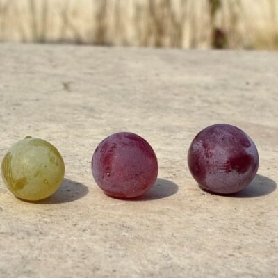 baies de raisins blancs et noirs vendanges maturité
