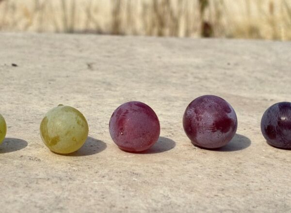 baies de raisins blancs et noirs vendanges maturité