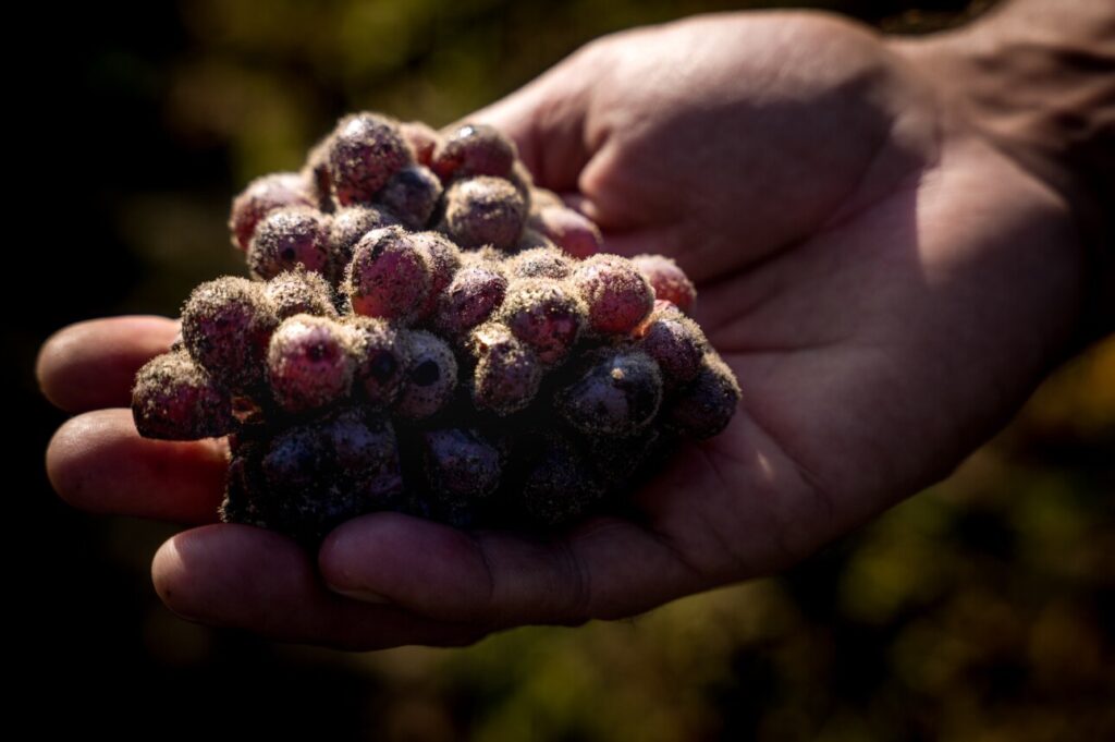raisin botrytis
