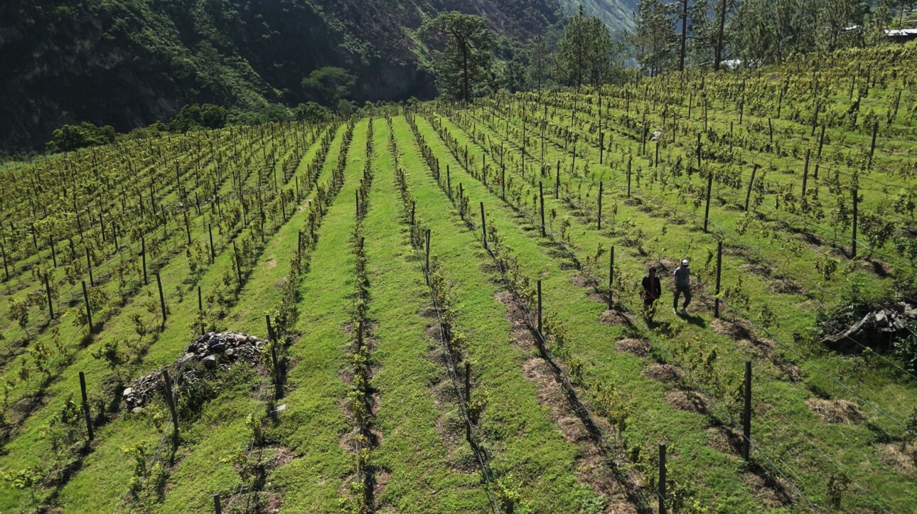 Vignes à Pinsa au Bhoutan