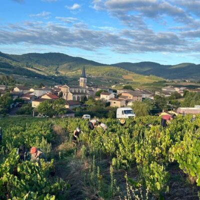 vendanges beaujolais