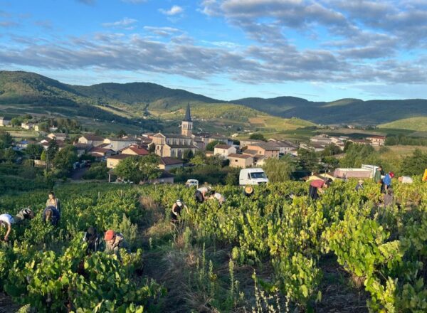 vendanges beaujolais