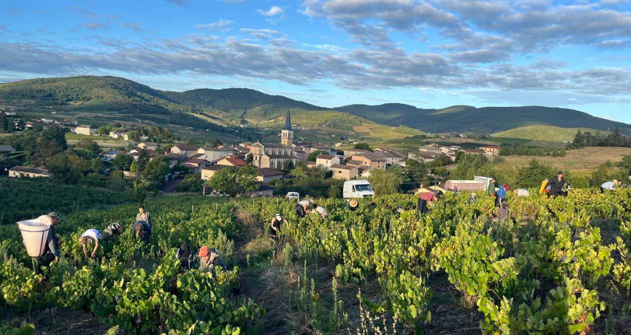 Vendanges 2025 en Beaujolais : un millésime prometteur