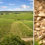 vignes et bouteille simmonet-febvre